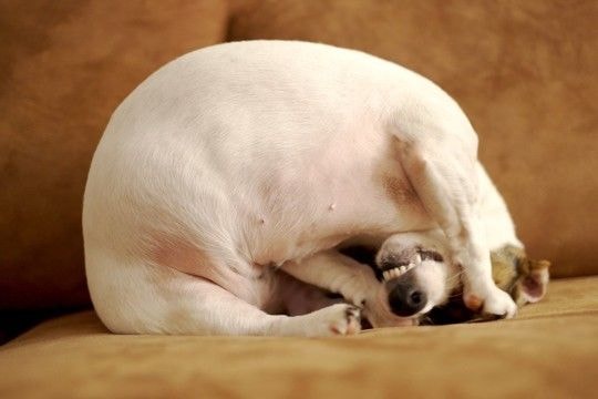 犬が『本気で嫌』だと思っているサイン4選 良かれと思ってやっている行動が愛犬に不快感を与えていることも…