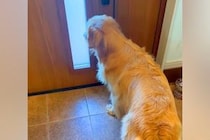 朝、学校へ行く男の子たちを起こす大型犬→お見送りからおかえりなさいまで…愛おしすぎる『ワンコの一日』が38万再生「羨ましい」「健気すぎ」