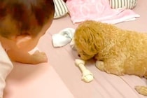 おやつを奪われるとブチギレる犬→なぜか『赤ちゃん』が取ろうとすると…あまりにも違う『まさかの態度』が71万再生「差が凄いｗ」「表情豊か」