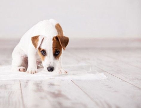 犬の危険な『ウンチの状態』4選 病気の可能性や治療が必要かどうかを判断する方法とは?