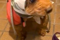雨の日、犬の頭が濡れてしまうので『人間のマスク』を被せた結果→思った以上に『似合っている光景』が10万再生「腑に落ちてないｗ」「笑った」