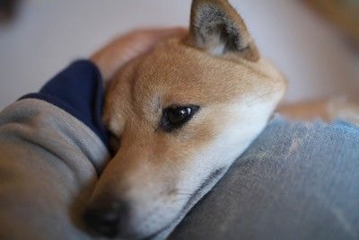 あごのせ、顔のアップ