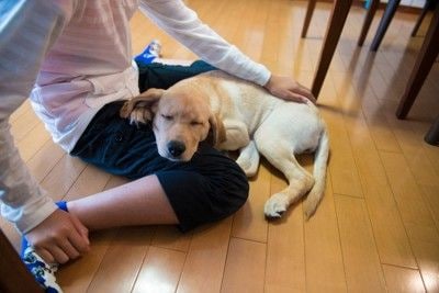 膝枕、子犬