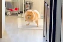 外出しようとしたら『出かけてほしくない』と犬が駄々をこね…小さな子供のような『まさかの光景』に16万いいね「予想以上で草」「地団駄ｗｗ」