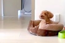 仕事中、ふと『犬の様子をカメラで確認した』結果→なぜか洋服を…仕事に行きたくなくなる『切ない光景』が189万再生「こんなん家出れない」