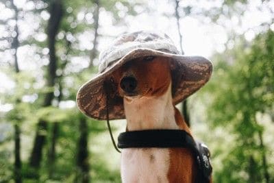 大きな帽子、茶白の犬