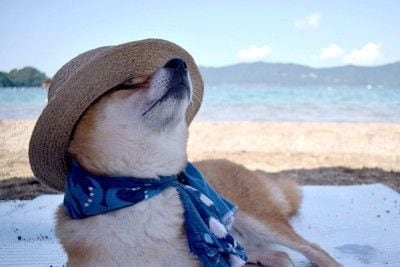 柴犬、帽子