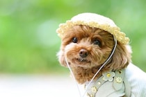 犬に『帽子』は必要なの？被らせるべき？メリット・デメリットまでご紹介