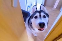 『急いで来てください』と大型犬が呼びに来たので、ついて行った結果→他の犬と猫が…まさかの光景が39万再生「心配なんだね」「いじらしい」
