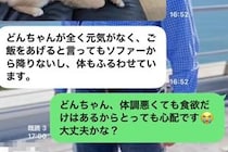 父から『犬の元気がない』と突然のLINE→心配して病院に連れて行った結果…完全に想定外な『報告』が6万再生「可愛いｗｗ」「愛おしすぎる」