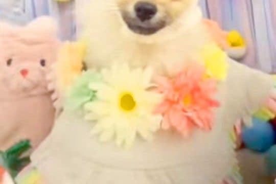 トリミング後に撮影した犬→なぜか『被り物』を着せられていて…思った以上に『似合っている光景』が13万再生「爆笑ｗ」「まんざらでもなくて草」