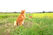 田んぼ道を歩いている犬→遠くにいる『パパ』に気付いたら…家族愛に溢れた『尊すぎる再会の瞬間』が73万再生「なんて素敵」「まるで恋人同士」