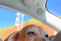 車の助手席に乗る『16歳の老犬』→一生懸命に『お話』してくれて…ずっと続いてほしい『尊すぎる光景』が56万再生「表情が最高」「幸せそう」