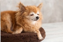 犬の『介護』は何歳から必要？シニア期に入ったワンコの体にあらわれる変化とは