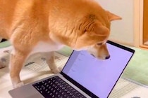 パソコンのカーソルを『虫』と勘違いする犬→破壊しそうなほど『真剣に捕まえようとする光景』に反響「壊れちゃうｗ」「取れないって言ってるｗ」