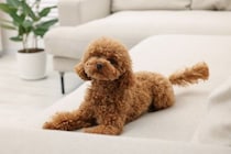 『ニオイが少ない』犬種５選　体臭が控えめなワンコの特徴やお手入れの注意点まで