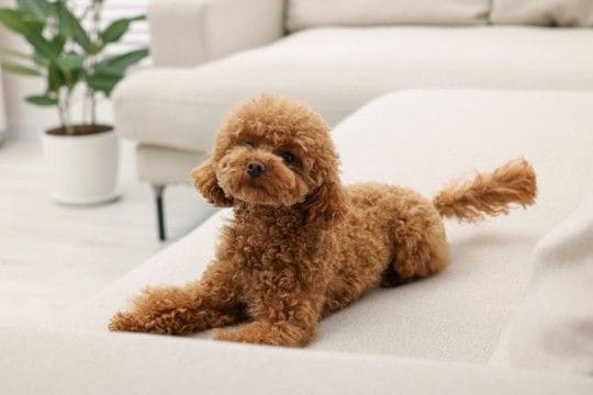 『ニオイが少ない』犬種５選　体臭が控えめなワンコの特徴やお手入れの注意点まで