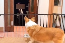 『東京で就職した息子』が久々に帰省→『犬と猫に忘れられてるかも』と心配してたら…尊すぎる『再会の瞬間』が52万再生「幸せ者」「相思相愛」