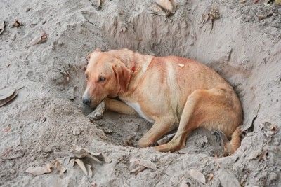 掘った穴の中で寝る犬