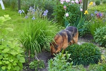 犬が地面を『ホリホリする』心理5つ　穴を掘ろうとする理由や止めさせる方法まで