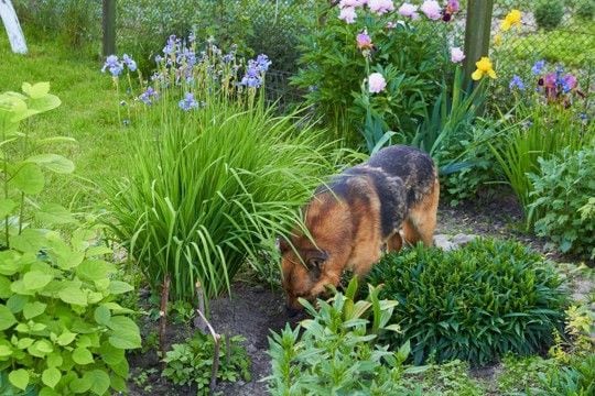 犬が地面を『ホリホリする』心理5つ　穴を掘ろうとする理由や止めさせる方法まで