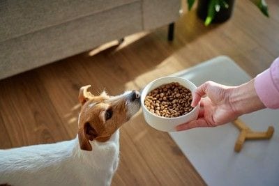 ご飯を差し出される犬
