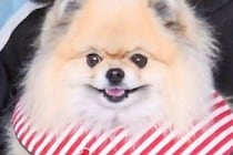 ママが抱っこすると『ニッコニコの笑顔』になる犬→パパの場合は…あからさまな『表情の違い』に反響「顔に出てるよ…」「一目瞭然で笑ったｗ」