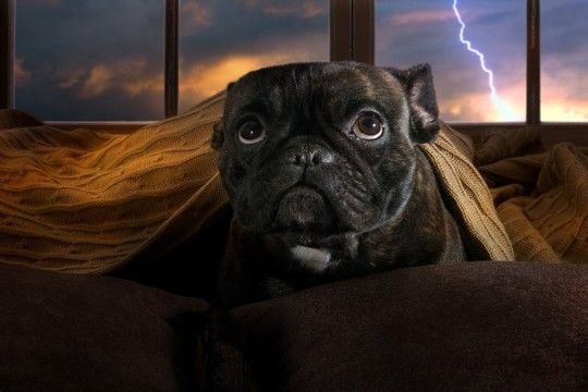 犬が『雷の音』を怖がるときにすべきこと3つ　逆効果となる飼い主のNG行為まで解説