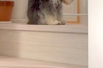 大きな雷が鳴り響いた結果→ふと『犬の方』を見たら、なぜか『猫背』になっていて…この世の終わりのような『怖がり方』が207万再生「丸くて草」
