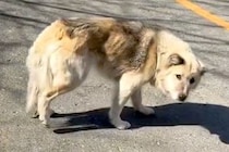 泥水をすすり、ガリガリに痩せた野犬→保護後も常に下を向いていて…もはや別犬のような『4ヶ月後の光景』が191万再生「泣ける」「幸せに」