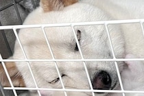 気持ちよさそうに眠っている犬→よく見てみたら、頭の下に…想定外だった『尊すぎる光景』に1万いいね「幸せな寝顔そっくり」「まさかの仰向けｗ」
