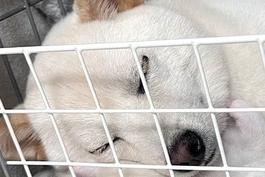 気持ちよさそうに眠っている犬→よく見てみたら、頭の下に…想定外だった『尊すぎる光景』に1万いいね「幸せな寝顔そっくり」「まさかの仰向けｗ」