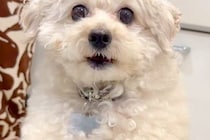 スマホで犬を撮影していたら、落としそうになってしまい…次の瞬間→まさかの『人間のような光景』に3万いいね「シゴデキ犬」「動体視力すごい」