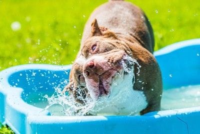 水遊びをする犬