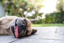 夏に気をつけたい『犬の病気』5選　注意すべき初期症状や予防法まで解説