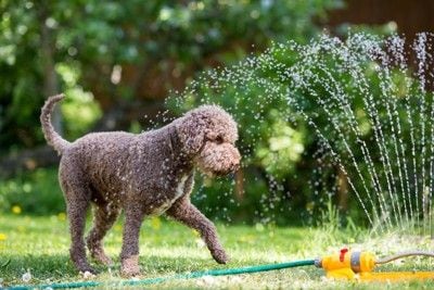 ホースで水遊びする犬