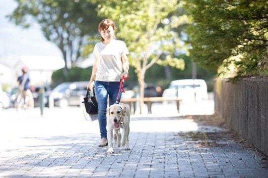 夏に『犬を散歩させる』ときの絶対NG行為5選 飼い主の判断ミスが命に関わる重大なトラブルを引き起こすことも…