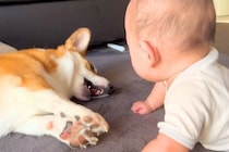 赤ちゃんに大きな声で『ワンッ』と吠えた犬→『ビックリさせてしまった』と思ったのか…まさかの気遣いが141万再生「頭良すぎ」「優しい子」
