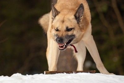 威嚇して犬歯を見せる犬
