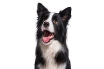 犬の『耳の状態』から気持ちがわかる？感情を読み取るためのポイントや注意点まで