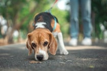 犬が苦手な『ニオイ』6選　不快だと感じるワケや愛犬に与える悪影響まで