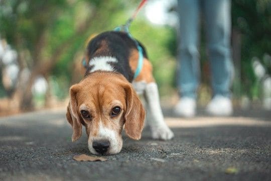 犬が苦手な『ニオイ』6選　不快だと感じるワケや愛犬に与える悪影響まで