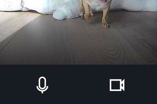 お留守番中の犬に『遠隔でご飯をあげようとした』結果→眠っていたようで…カメラが捉えた光景に6万いいね「可愛すぎ」「食欲が勝ってるｗｗ」