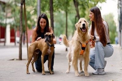 友達と散歩する犬