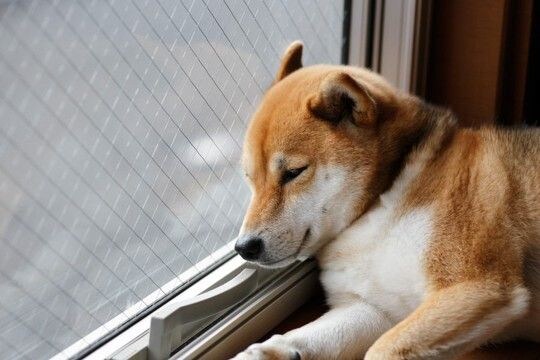 犬の『留守番』が長すぎるとどうなる？何時間まで大丈夫？長時間ひとりにさせる危険性とは