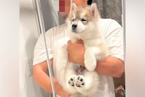 『腕もげるかと思った』5キロほどの赤ちゃん犬→たった1年で…約6倍の『衝撃の成長速度』に反響「カッコよくなってる」「色も変わるのか」