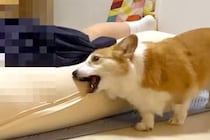 娘が学校から帰宅→気が付いた犬が、興奮しすぎて…『10時間ぶりの再会』で見せた反応が24万再生「なんて微笑ましい」「コケるの可愛すぎｗ」