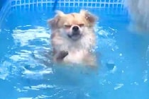 『プールが深くて溺れてしまう』と焦る犬→『足がつくこと』に気付いた瞬間…想定外の展開で見せた『表情』に6万いいね「顔ｗｗ」「真剣で最高」