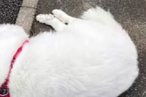 『マイペースすぎる超大型犬』を散歩に連れて行った結果→『疲れた』と駄々をこね…『まさかの光景』が406万再生「スイッチ切れｗ」「可愛い」
