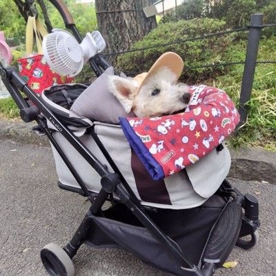 ちーちゃん